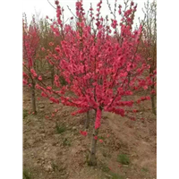 广西挑花树销售/大量出售挑花树