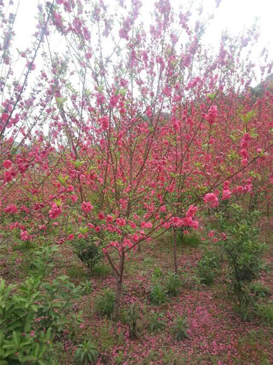 桂林桃花##荔浦桃花