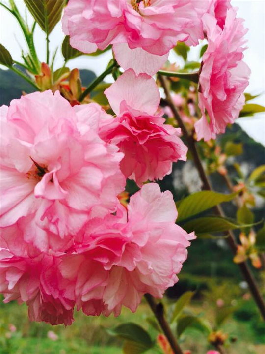 广西樱花苗批发/广西樱花苗/樱花苗出售