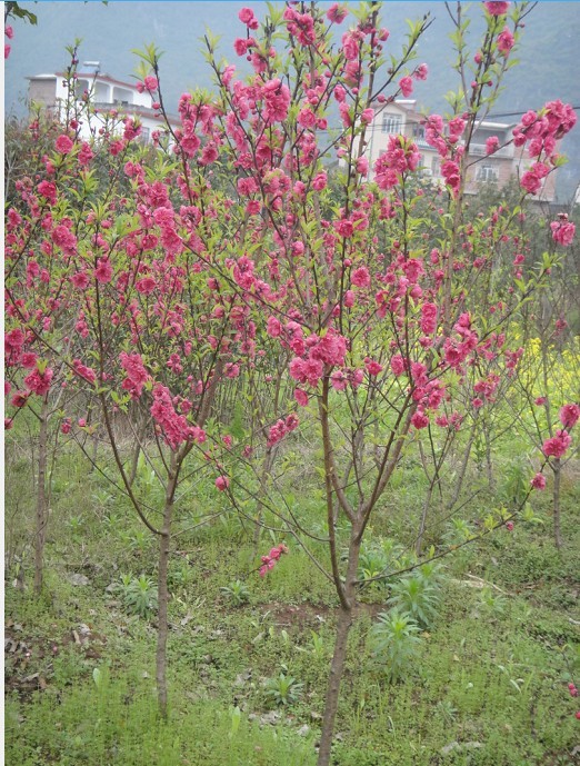 广西桃花树出售|广西哪里有卖桃花树？ 