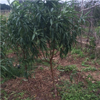 广西挑花树基地-广西桂林桃花树 