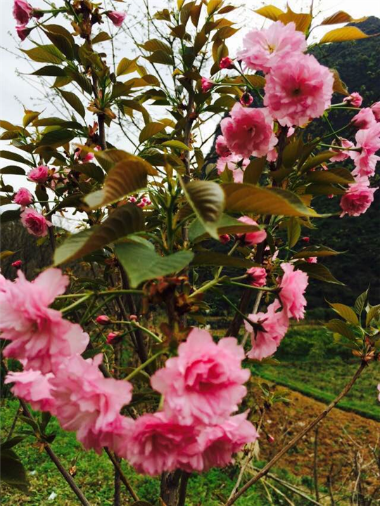 樱花苗出售/广西樱花苗批发/樱花苗价格