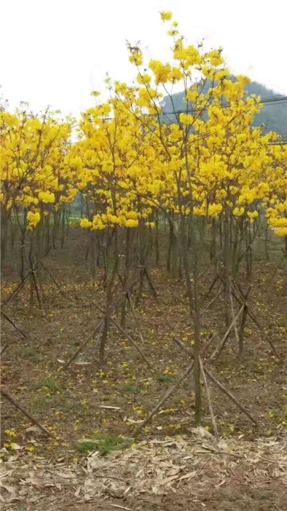 广西黄花枫玲木