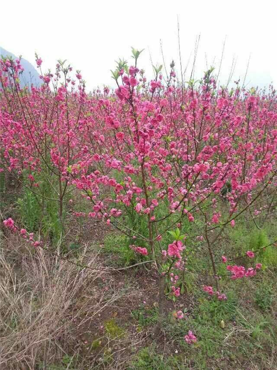 桂林桃花##荔浦桃花