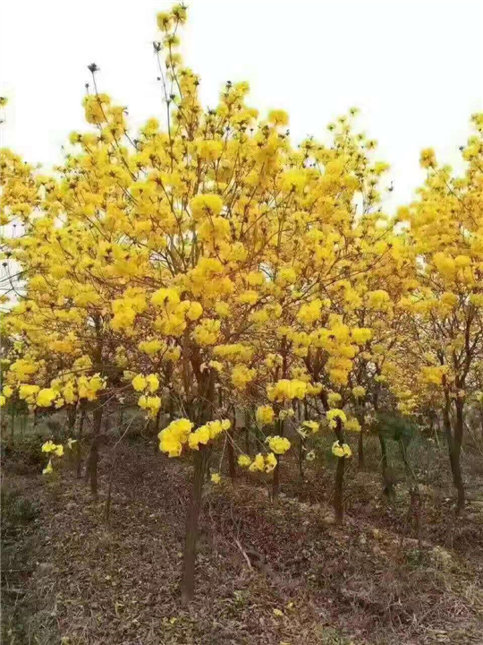 广西黄花枫玲木