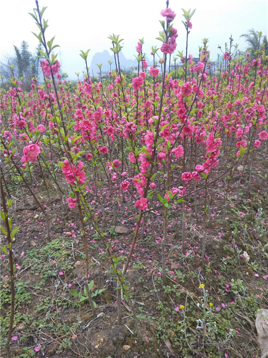 桂林桃花小苗