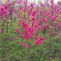 广西挑花树供应/广西挑花树大量出售