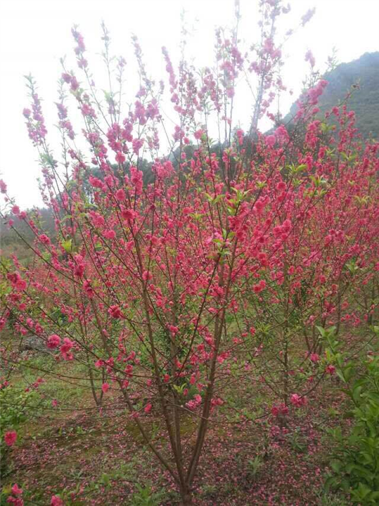 桂林桃花##荔浦桃花