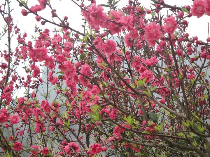 广西桃花繁育基地|低价出售桃花