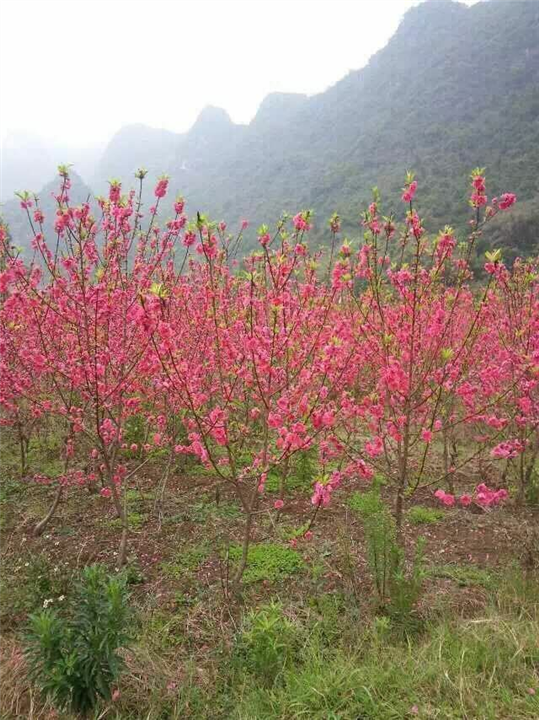 桂林桃花##荔浦桃花