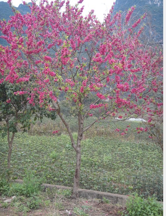 低价出售桃花|桃花种植基地|广西桃花基地