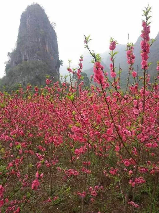 桂林桃花##荔浦桃花