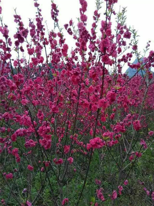 桂林桃花##荔浦桃花