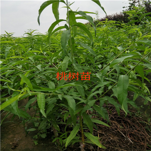 桃树苗