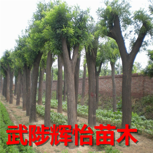 国槐树基地
