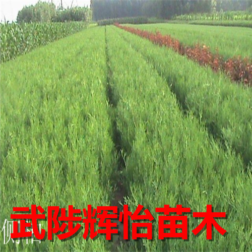侧柏