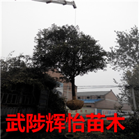 大叶女贞批发出售价格怎么样？