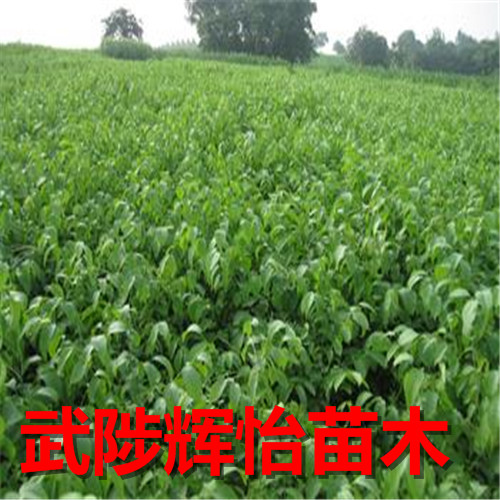 嫁接核桃苗