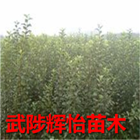 苹果树苗
