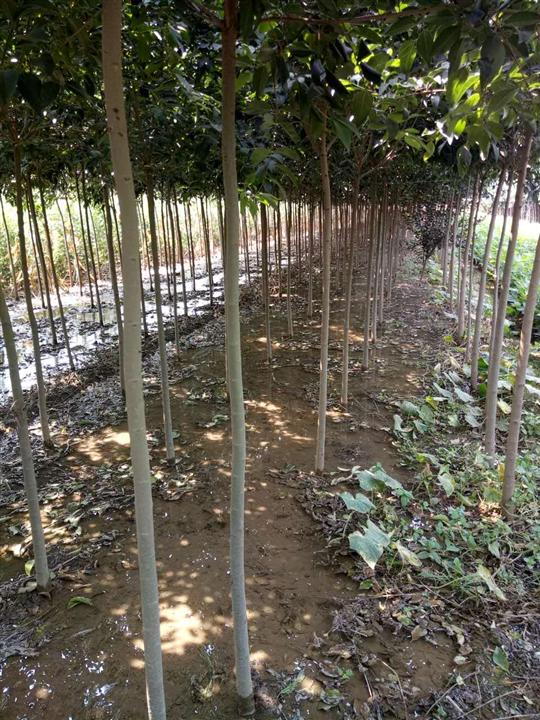 焦作大叶女贞基地