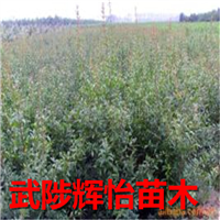 石榴树苗
