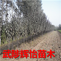 红叶李