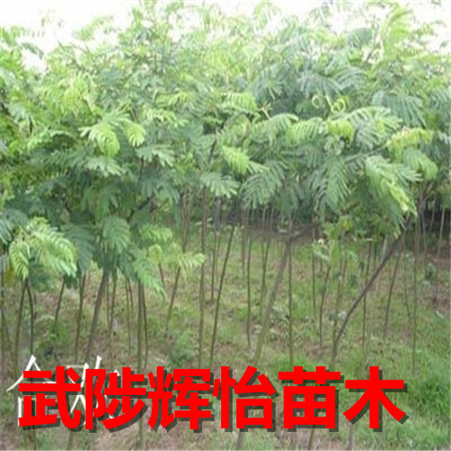 合欢