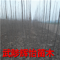 白蜡树苗