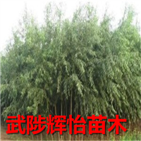 柳树