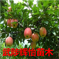 河南苹果树苗生产基地