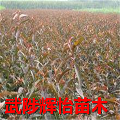大小红叶碧桃树苗