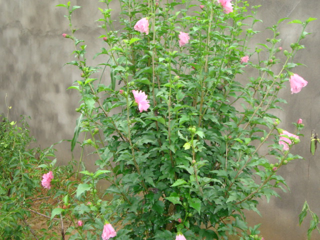 红花木槿