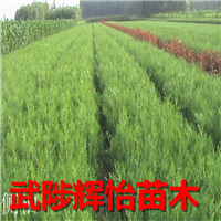 侧柏