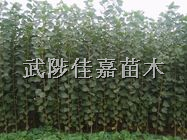 桃树，梨树，苹果树，柿树，花椒树，大叶女贞，小叶女贞，国槐，法桐，侧柏，红叶李，红叶碧桃，107,108杨树。 