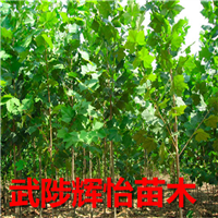 速生法桐树苗