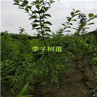 李子树苗