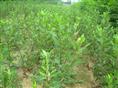 苹果苗/河南苹果苗/焦作苹果苗基地