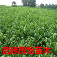 嫁接核桃苗