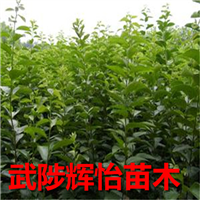 柿子树苗