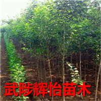 红叶碧桃