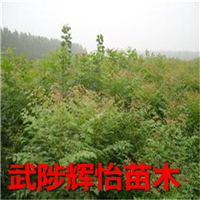 南栾，北栾树苗