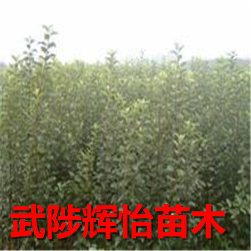 苹果树苗