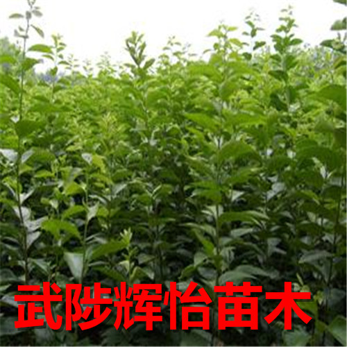 柿子树苗