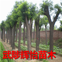 国槐树基地
