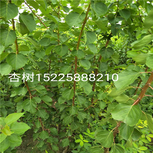 杏树