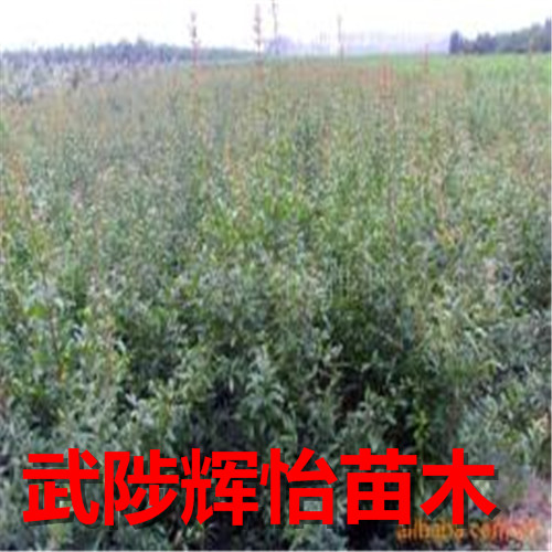 石榴树苗