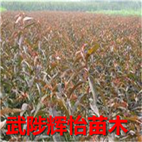 大小红叶碧桃树苗