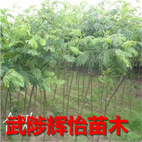 合欢