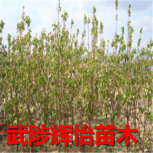 海棠树苗