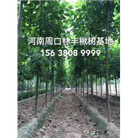 楸树，楸树基地，楸树价格，周口楸树基地 